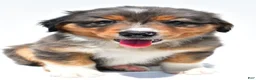 Australian Shepherd dogs for sale: Ronnie - Ad 3