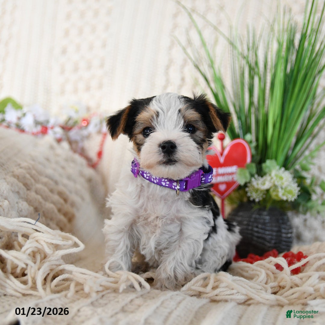 Yorkshire Terrier dogs for sale: Timmy - Ad 1