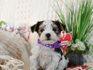 Yorkshire Terrier dogs Timmy - Ad 5