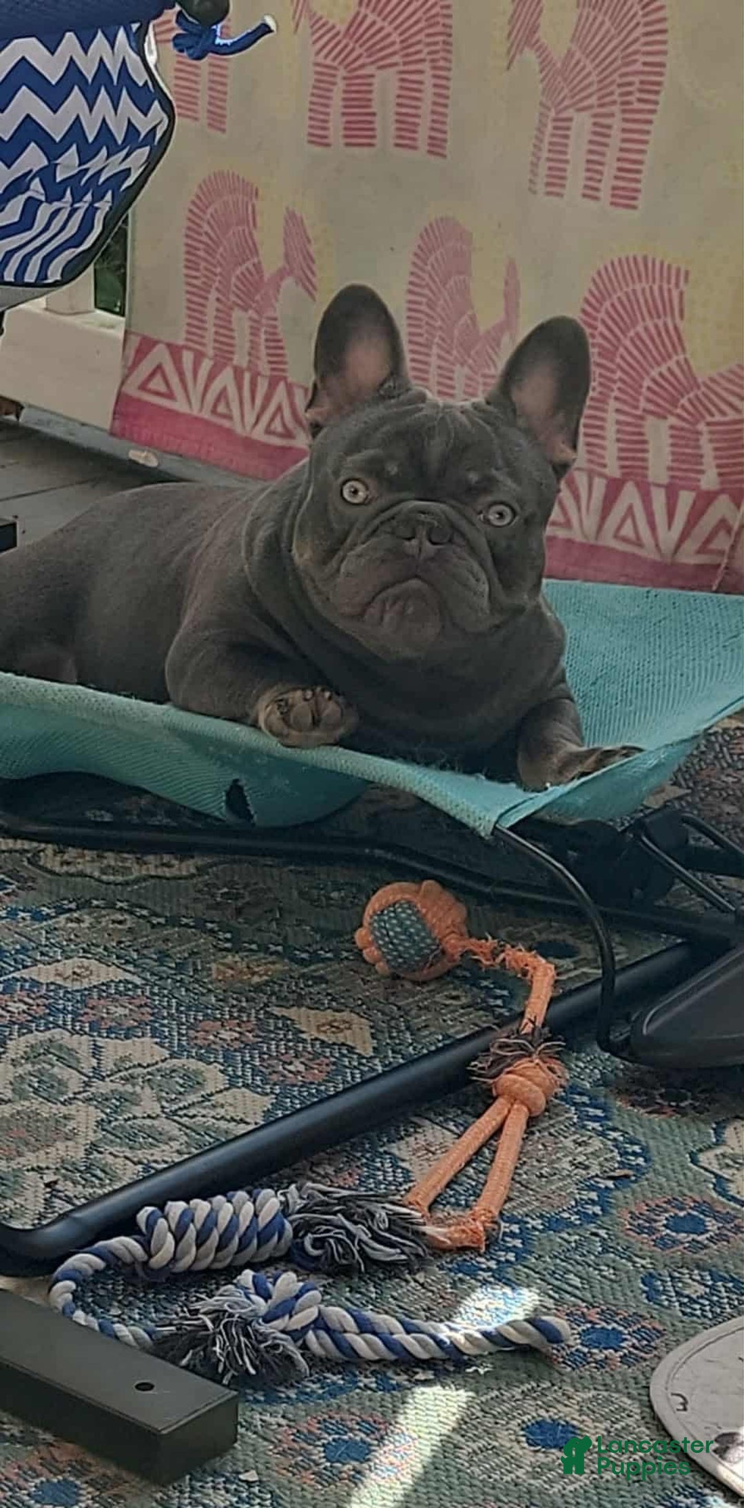 French Bulldog dogs for sale: French Bulldog Puppy 1 - Ad 16