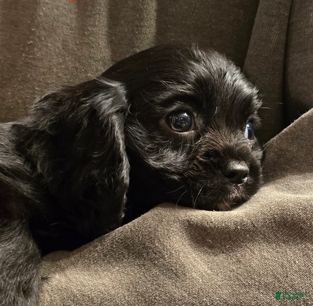 Cavalier King Charles Spaniel dogs for sale: Onyx - Ad 2