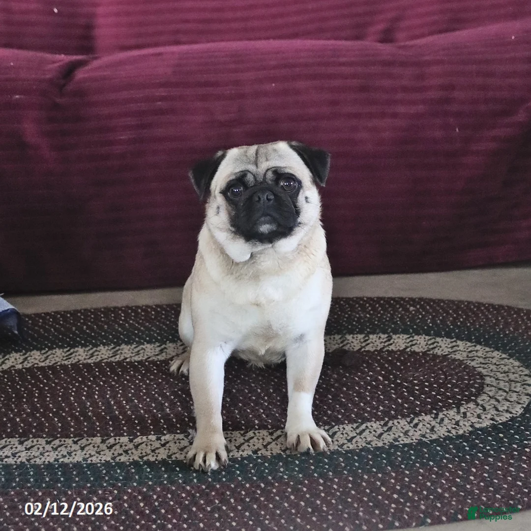 Pug dogs for sale: Pepsi - Ad 2