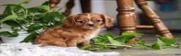 Cavalier King Charles Spaniel dogs for sale: Riley - Ad 6