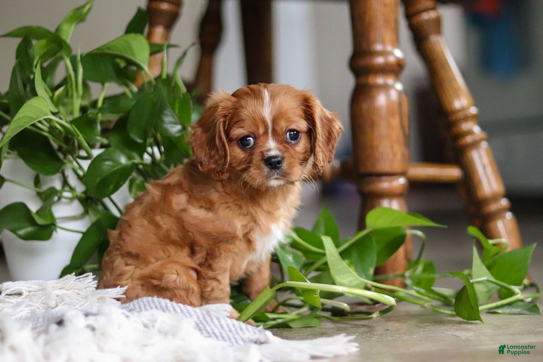 Cavalier King Charles Spaniel dogs for sale: Riley - Ad 6