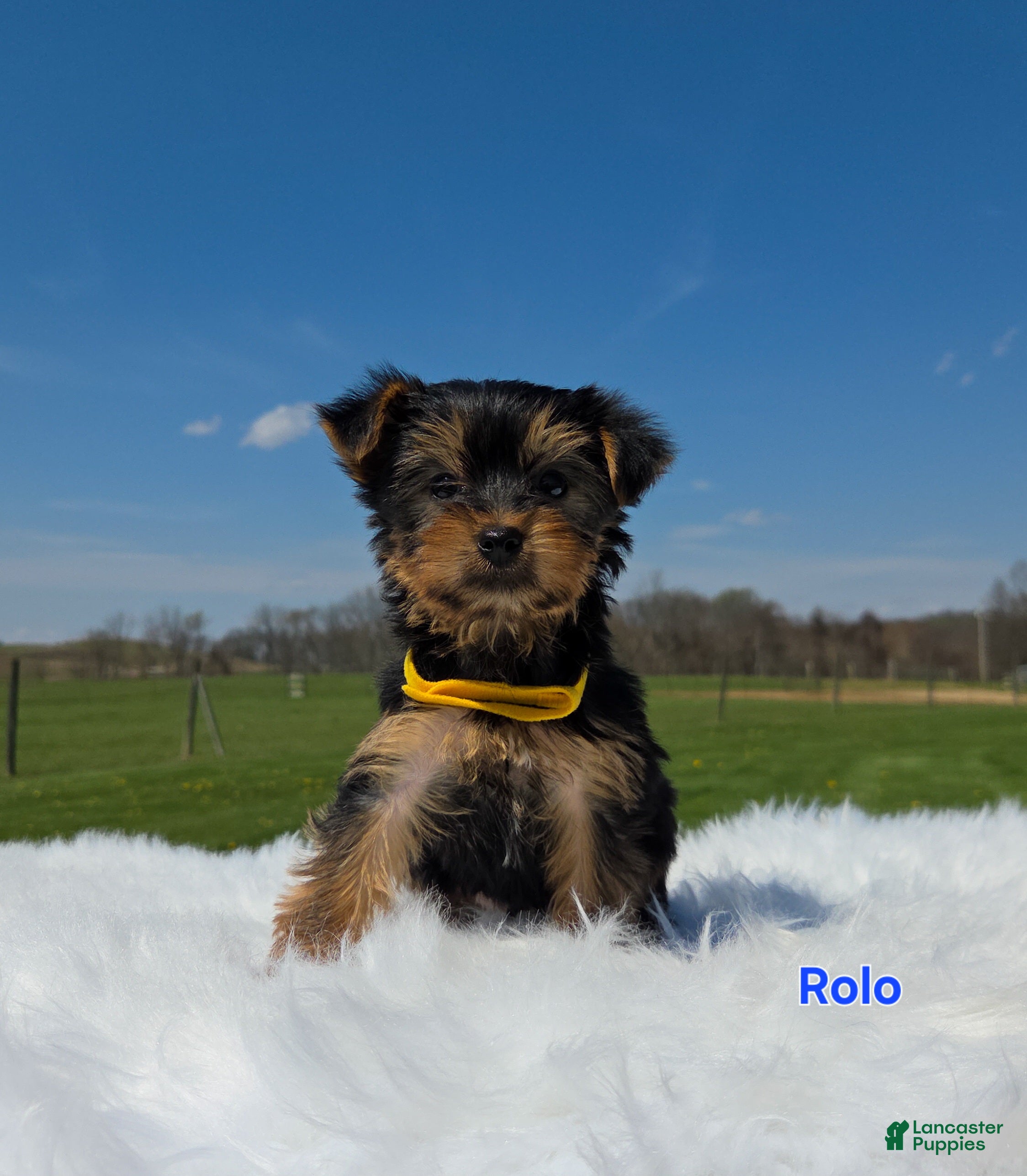 Yorkshire Terrier dogs Rolo - Ad 1