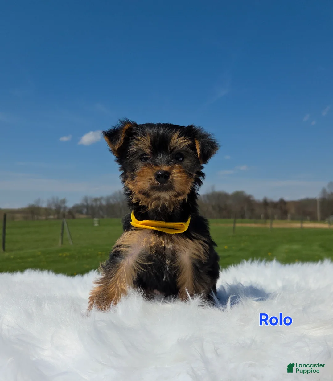 Yorkshire Terrier dogs for sale: Rolo - Ad 1