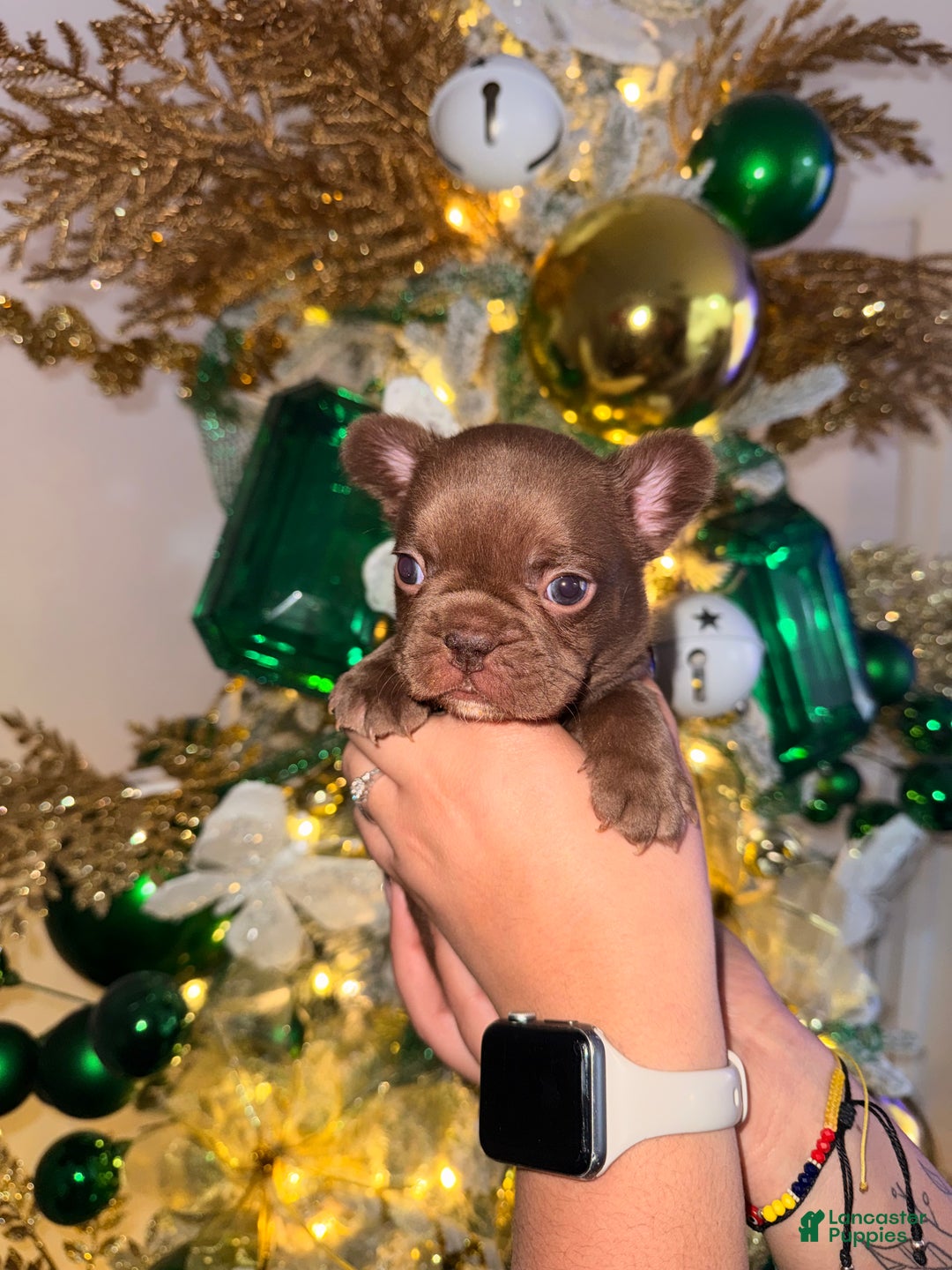 French Bulldog dogs for sale: French Bulldog Puppy 2 - Ad 2