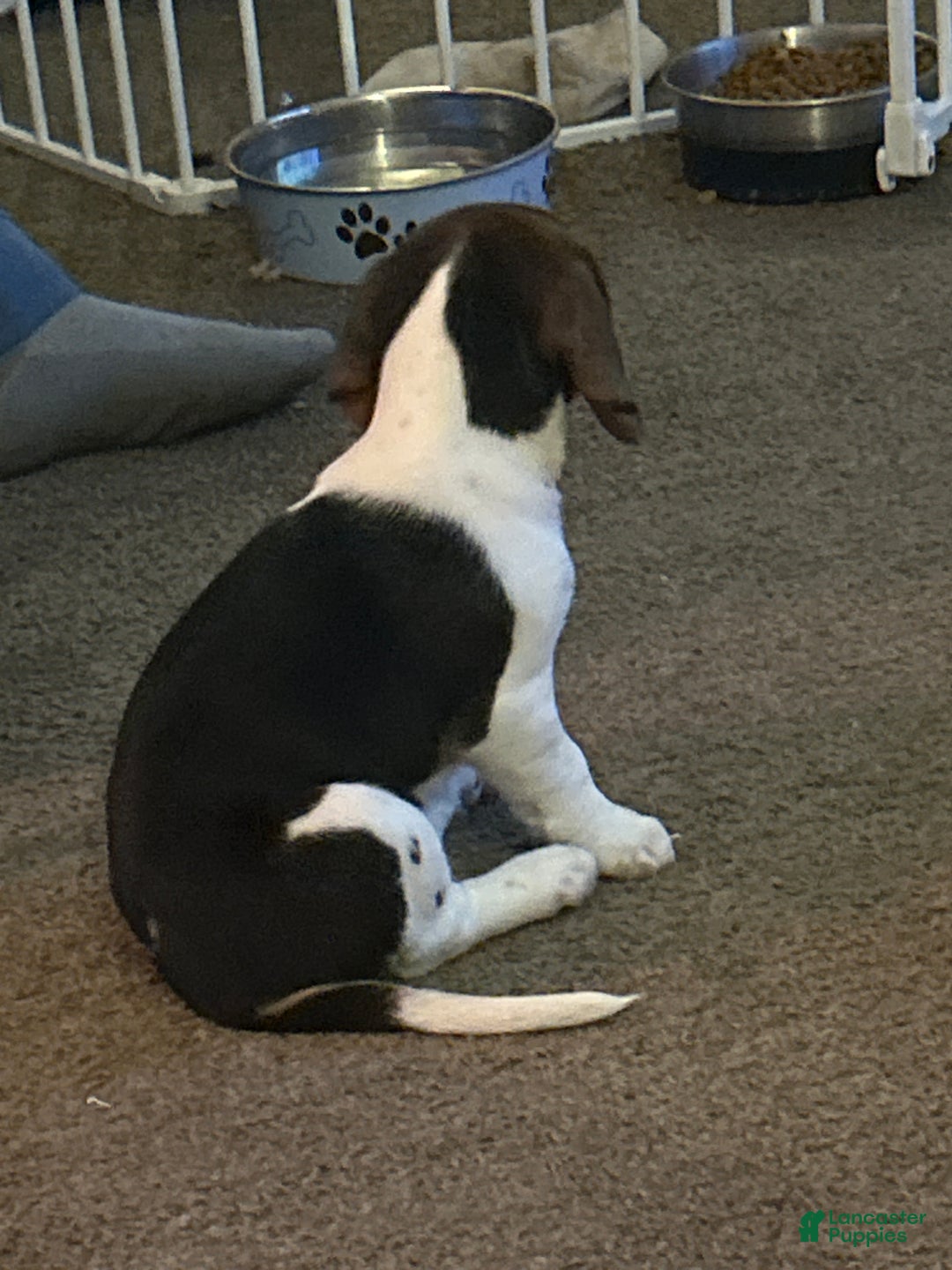 Beagle dogs for sale: Beagle Puppy 1 - Ad 2