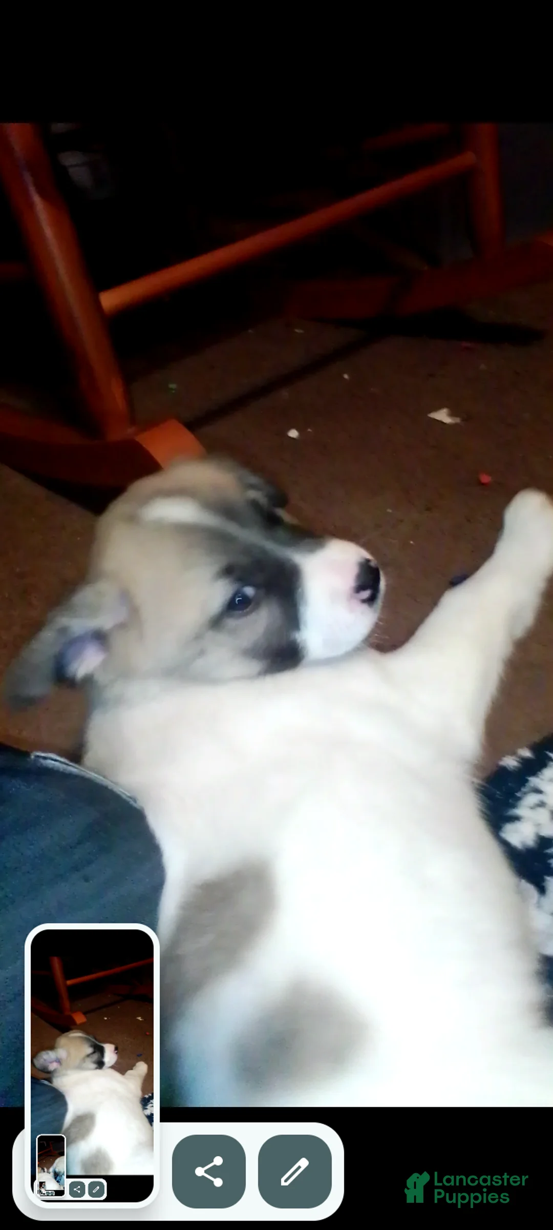 Mixed Breed dogs for sale: BABY JOJO  - Ad 39