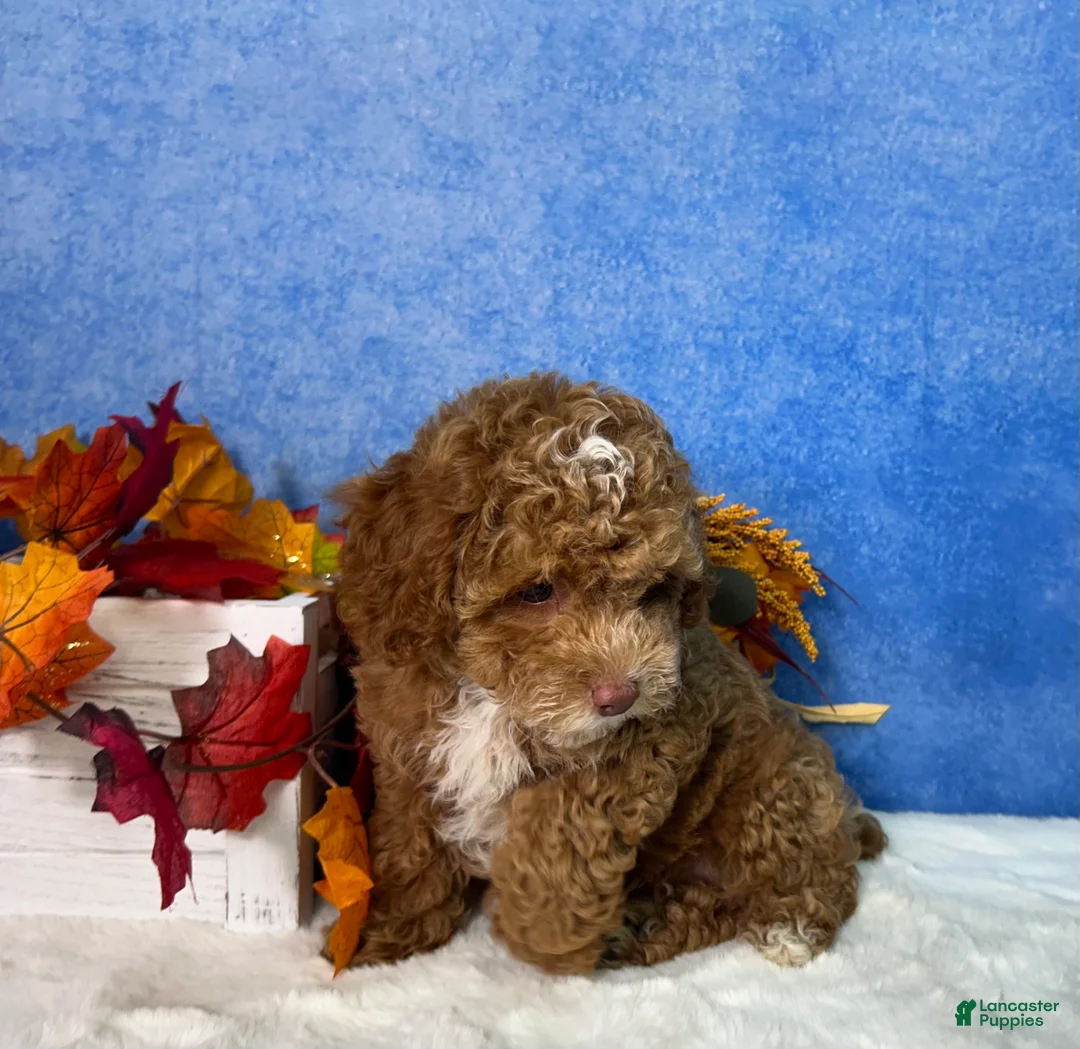 Toy Poodle dogs for sale: Flash - Ad 2