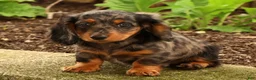 Miniature Dachshund dogs for sale: Tiny - Ad 6