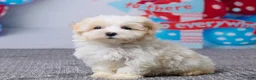 Maltipoo dogs for sale: Hazel - Ad 2