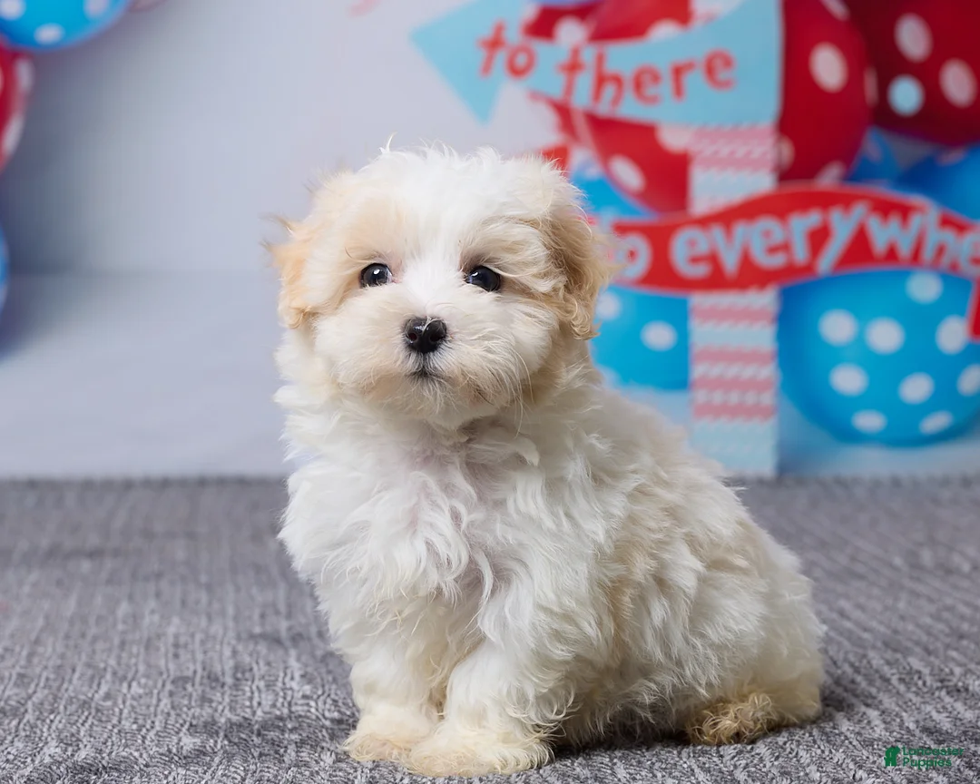 Maltipoo dogs for sale: Hazel - Ad 2
