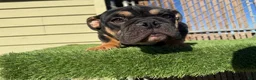 English Bulldog dogs for sale: KINGSTON – Black Tan Tri Loverboy in LA, CA - Ad 5
