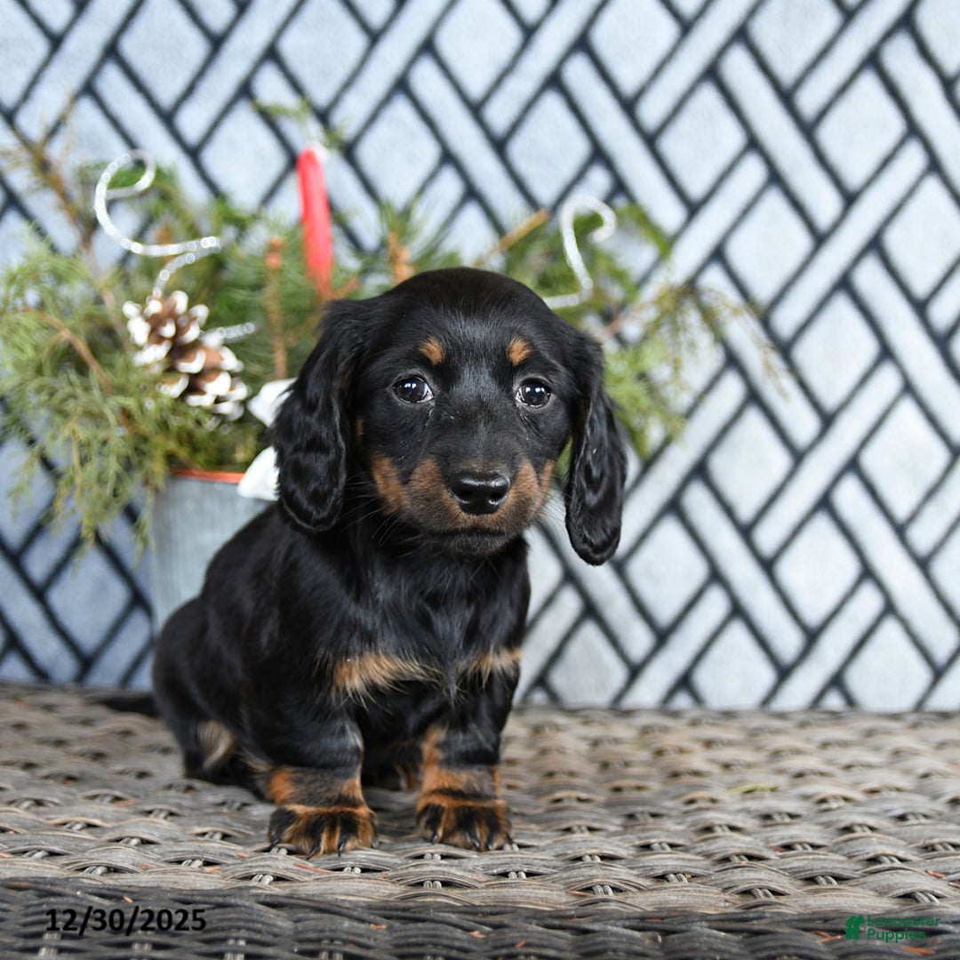 Miniature Dachshund dogs for sale: Tori - Ad 2