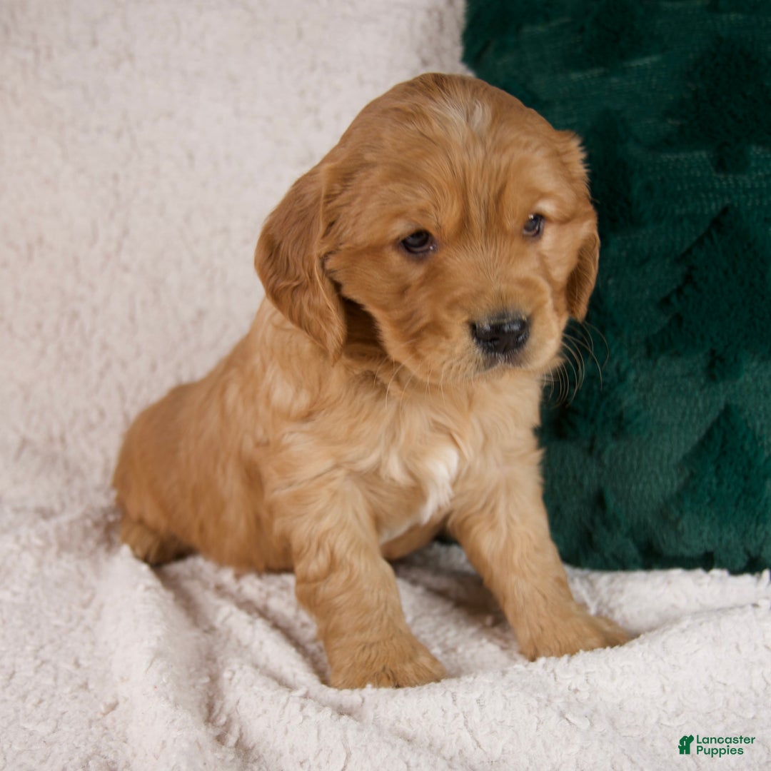 Mixed Breed dogs for sale: Milo - Ad 3