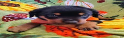 Rottweiler dogs for sale: Rottweiler 1 - Ad 1
