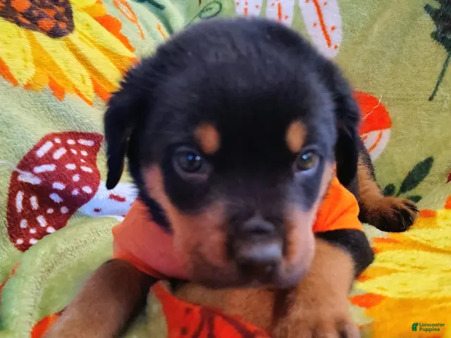 Rottweiler dogs Rottweiler 1 - Ad 39