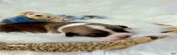 Welsh Corgi Pembroke dogs for sale: Franco - Ad 5