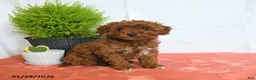 Mini Goldendoodle dogs for sale: Hazel - Ad 3