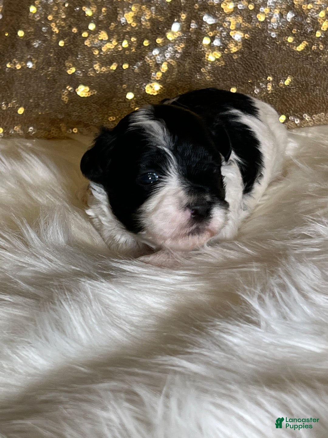 Havanese dogs for sale: Oreo - Ad 8