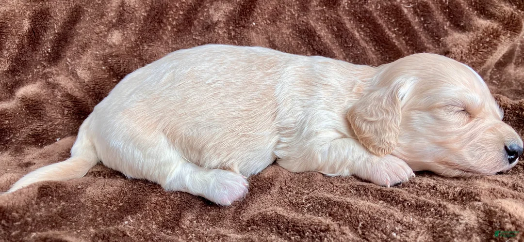 Miniature Dachshund dogs for sale: BABY KIWI OF SAINT CLOVERVILLE - Ad 8