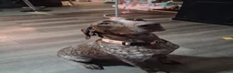 German Shorthaired Pointer dogs for sale: German Shorthaired Pointer Puppy 3 - Ad 2