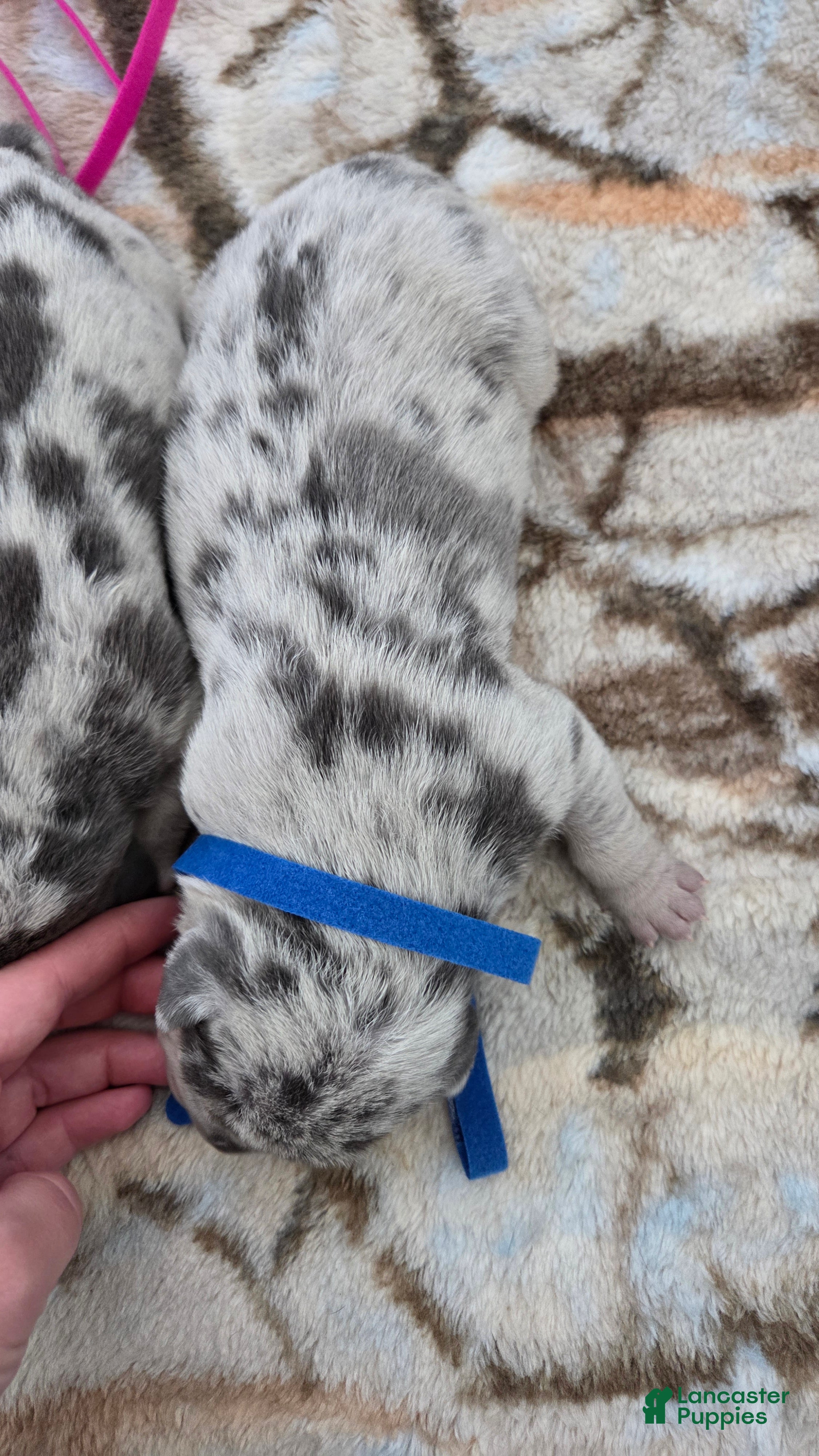 American Bulldog dogs Blue Merle Male (Blue) - Ad 6