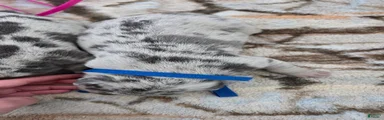 Blue Merle Male (Blue)