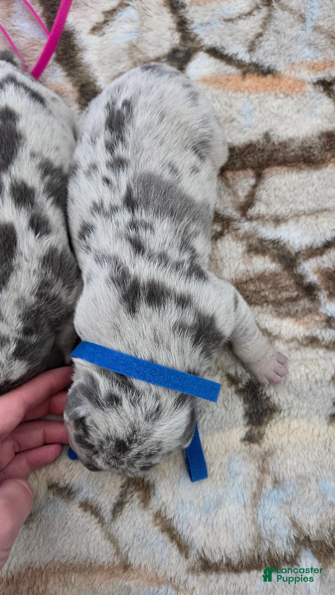 American Bulldog dogs for sale: Blue Merle Male (Blue) - Ad 1