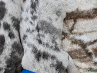 American Bulldog dogs Blue Merle Male (Blue) - Ad 6