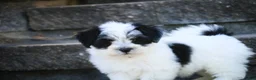 Havanese dogs for sale: Libby Havanese  - Ad 3