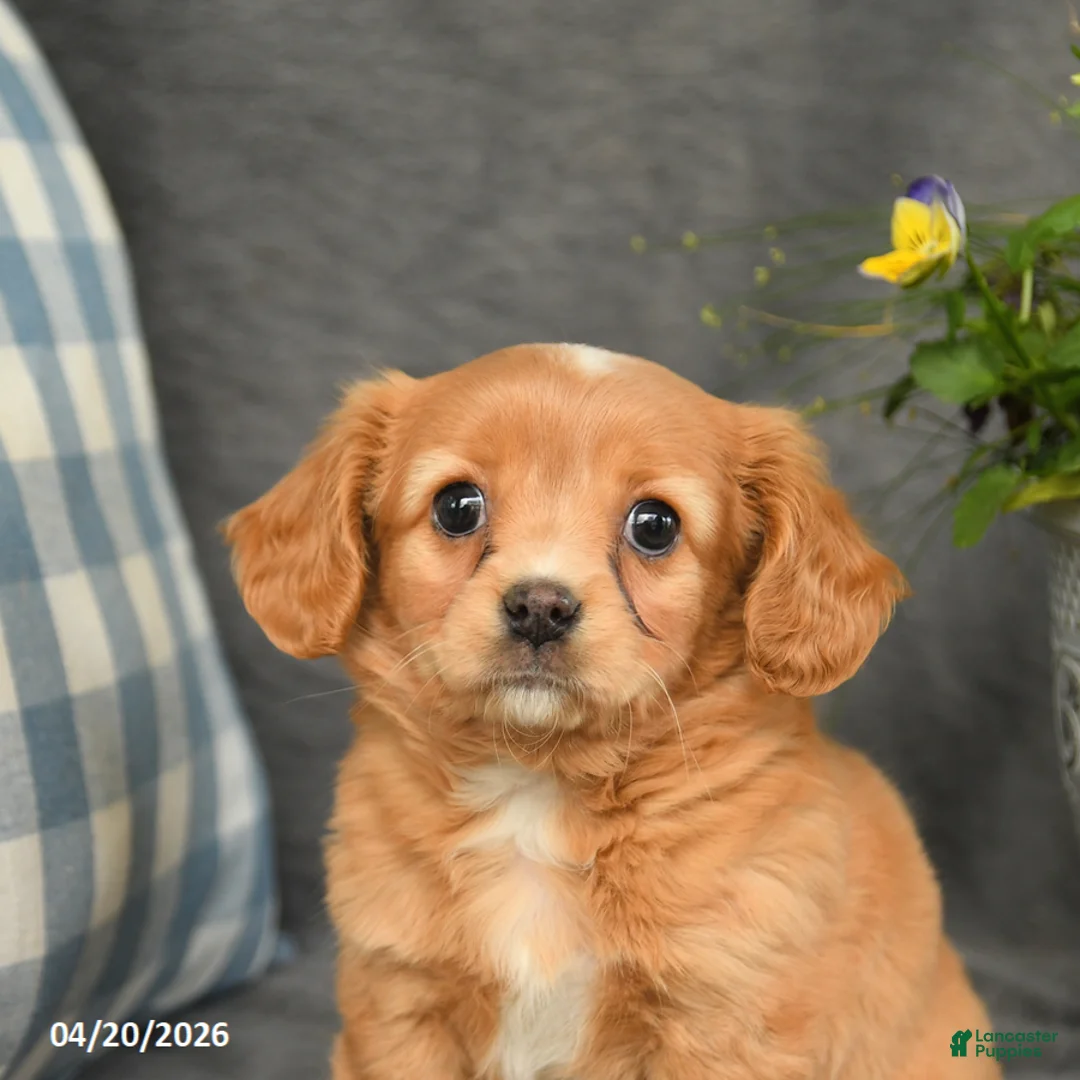 Mixed Breed dogs for sale: Leo - Ad 3