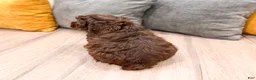 Cocker Spaniel dogs for sale: Palmer - Ad 5
