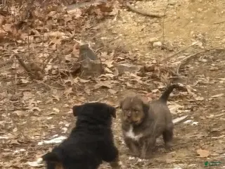 Mixed Breed dogs Tibetan Mastiff/Bernese Mountain Dog Male 1 - Ad 5