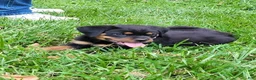 Rottweiler dogs for sale: Zeus - Ad 6