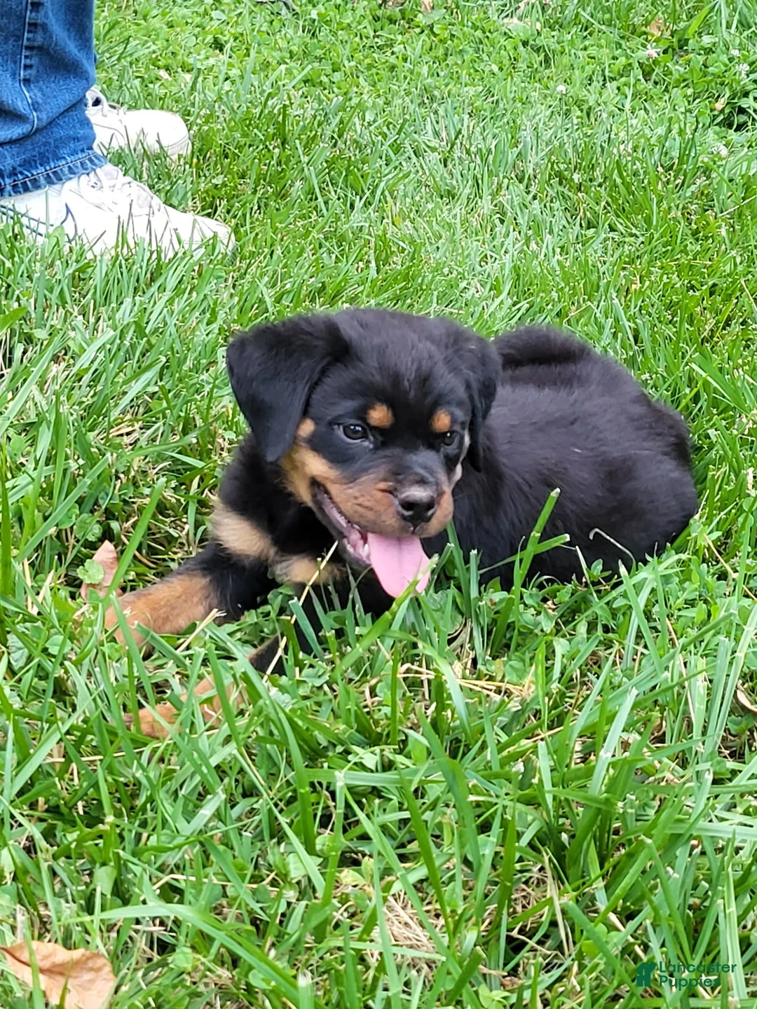 Rottweiler dogs for sale: Zeus - Ad 6