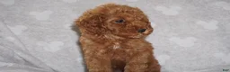 Miniature Poodle dogs for sale: GINA - Ad 5