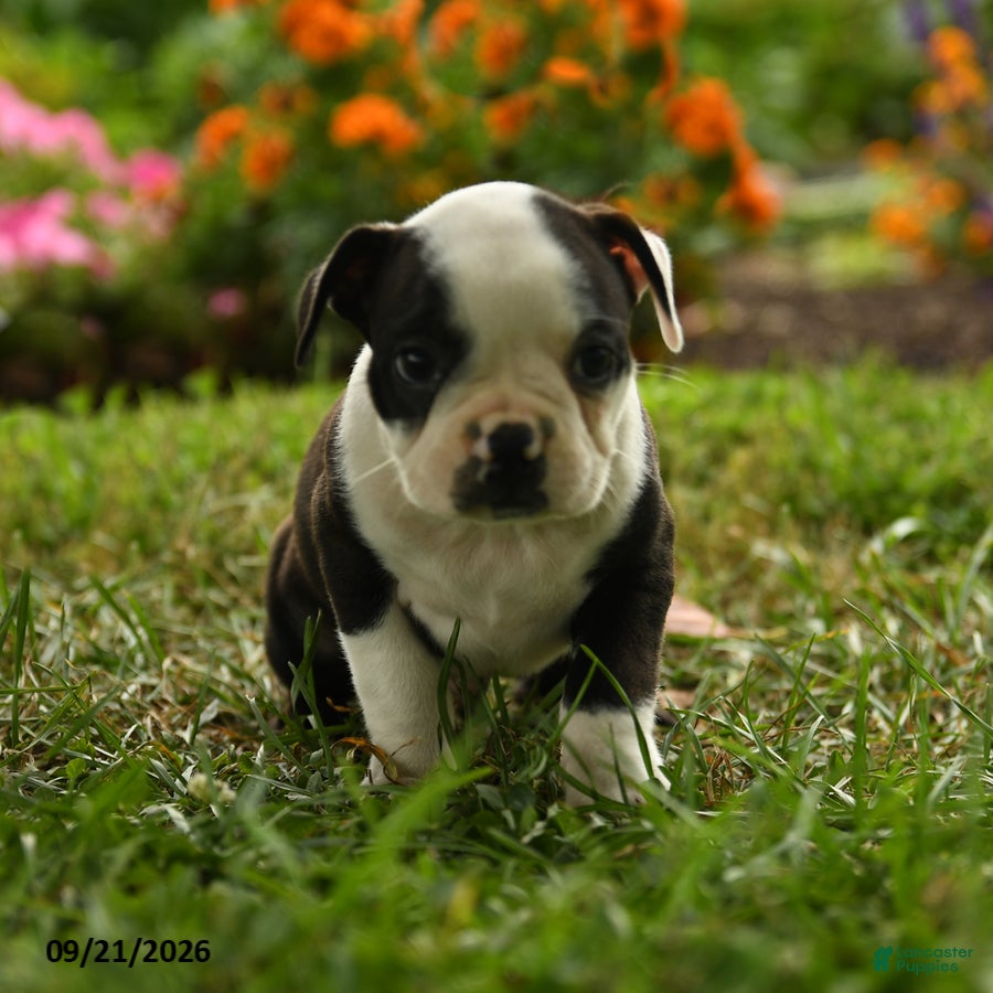 Boston Terrier dogs Sibusiso - Ad 1