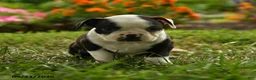 Boston Terrier dogs for sale: Sibusiso - Ad 1