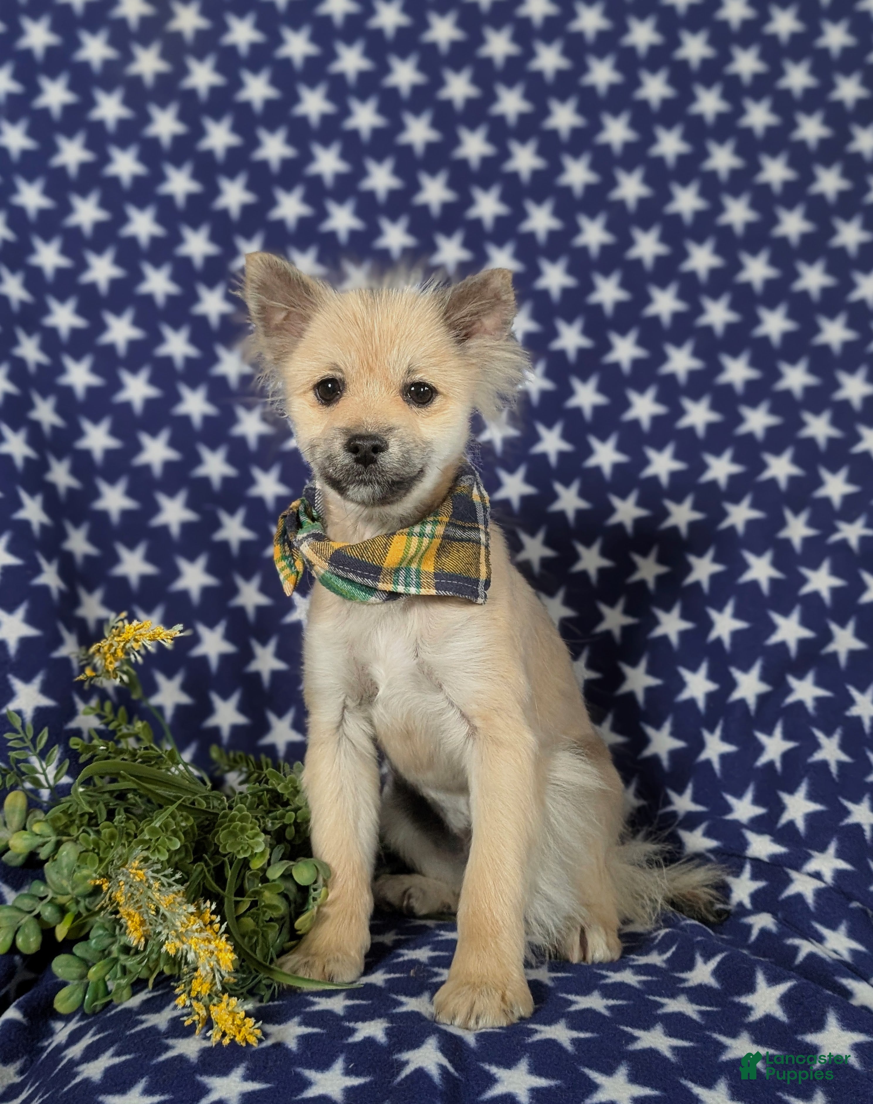 Pomeranian dogs Cagney - Ad 1