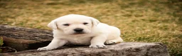 Labrador Retriever dogs for sale: Sharlotte - Ad 7