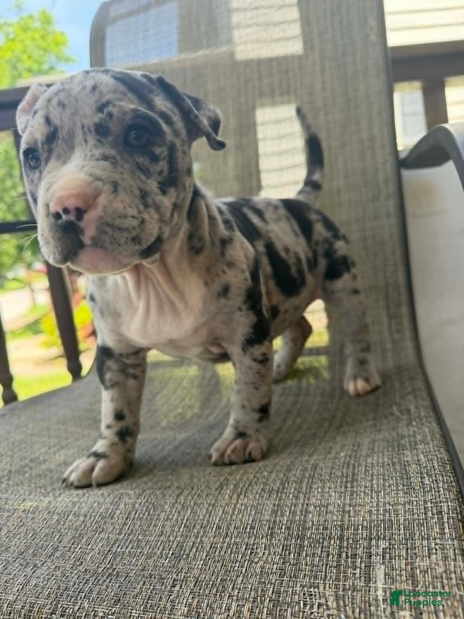 American Bully dogs for sale: Hera - Ad 7