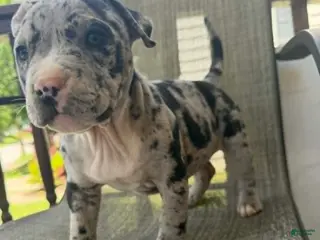 American Bully dogs for sale: Hera - Ad 1