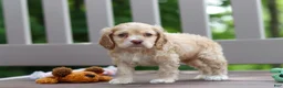 Cocker Spaniel dogs for sale: Theo - Ad 7