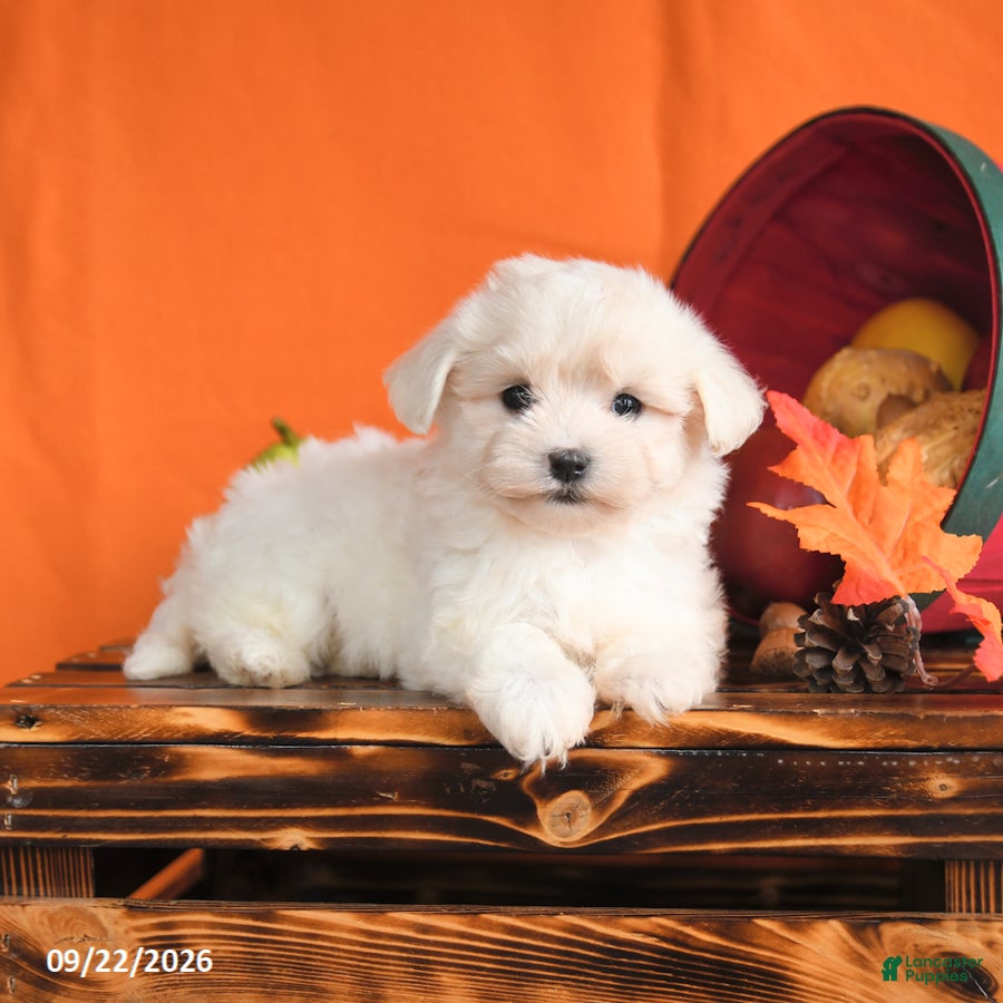 Maltese dogs Ocean - Ad 2