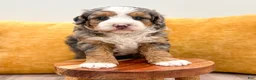 Mini Bernedoodle dogs for sale: Ranger - Micro Mini - Ad 4