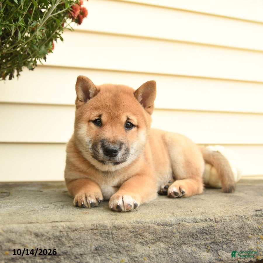Shiba Inu dogs for sale: Lady Penelope - Ad 1