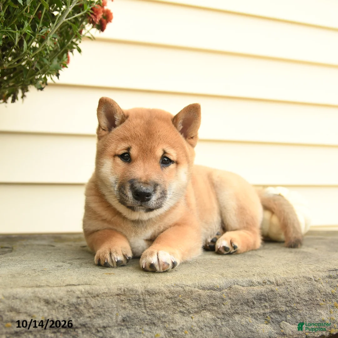 Shiba Inu dogs for sale: Lady Penelope - Ad 1