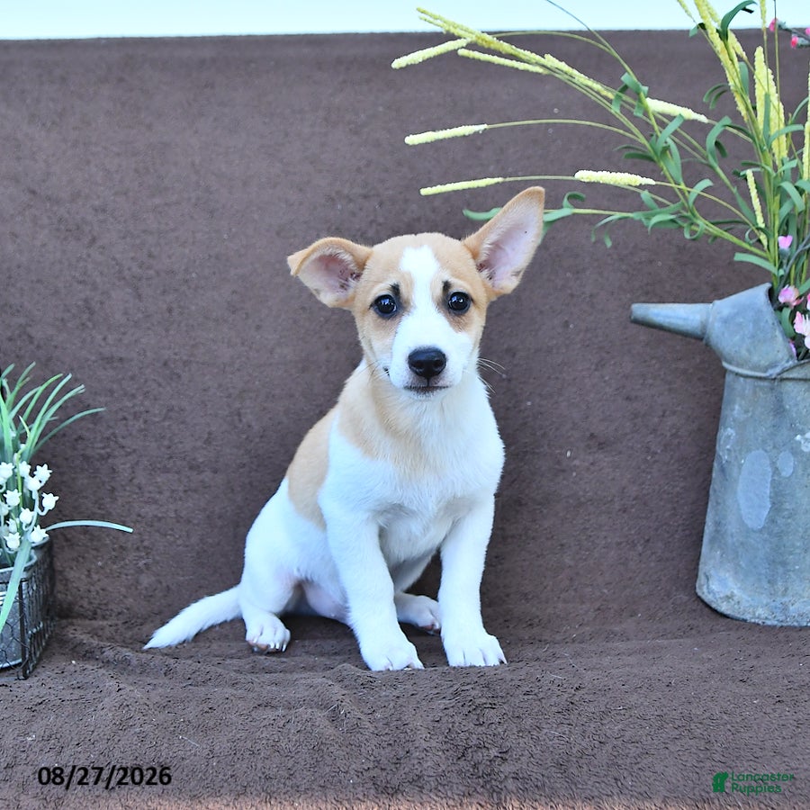 Jack Russell Terrier dogs Buddy - Ad 1